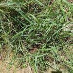 Image result for Eragrostis tenuifolia