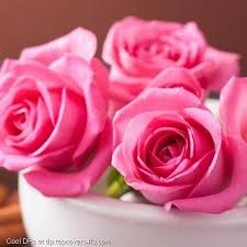 Pink Roses Flowers Petals Cool Display Pictures Flowers Dp Flowers Petals Flowers Free Download