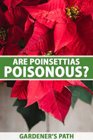Are Poinsettia Plants Poisonous Gardener S Path Poinsettia Plant Poinsettia Plants