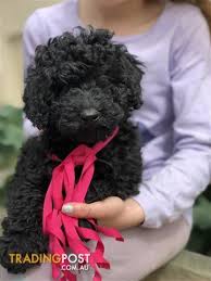 We did not find results for: Black Mini Poodle Cheap Online