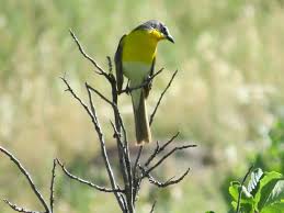 Yellow Breasted Chat Boulder Colorado C Carolyn Beach Photo Taken During Wild Bird Center Of Boulder Co Saturday Morning Bi Wild Birds Boulder County Bird