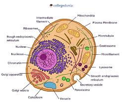 Cell Organelles | Plant Cell Vs. Animal Cell - Pmf Ias
