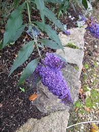 Zone 4 Butterfly Bush Options Can You Grow Butterfly Bushes In Cold Climates Butterfly Bush Grow Butterflies Outdoor Flowers