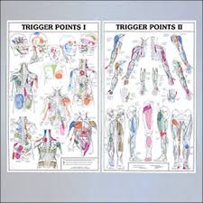 Two Part Trigger Point Chart Set Laminated Two Part Trigger