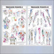 two part trigger point chart set laminated two part trigger