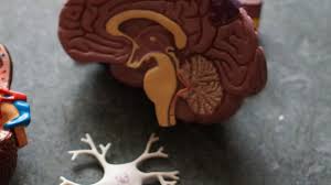 We did not find results for: What Happens In Your Brain During A Seizure Epilepsy Blog