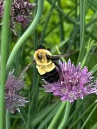 Image result for Buchnera affinis