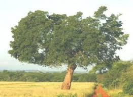 Image result for Terminalia mollis