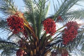 The sabal palmetto, actually an overgrown bundle of grass, is native to the southeastern us and west bahamas islands that produces many products. Which Fruits Grow On Palm Trees Lovetoknow