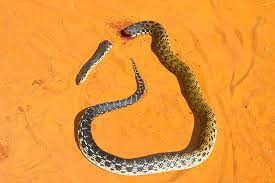 One of these species is the malagasy giant hognose snake. Madagascar S Giant Hognose Snake Madamagazine