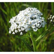 White Yarrow Achillea Millefolium Bach Flower Remedies A Vogel Herbal Homeopathic And Other Wellbeing Products From Alby Cromer Norfolk