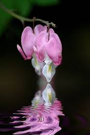 Black And White Bleeding Heart Flower Images Bleeding Hearts Amazing Flowers Love Flowers Bleeding Heart Flower