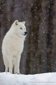 Magical Nature Tour Arctic Wolf Animals Animals Beautiful