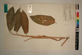 Image result for Hypselodelphys