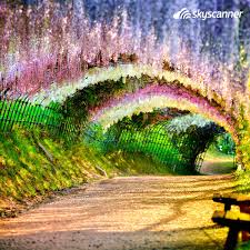 We did not find results for: Skyscanner In Full Bloom The Awesome Wisteria Flower Tunnel In Fuji Gardens Facebook