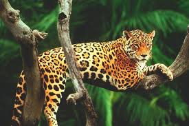 Today significant numbers of jaguars are found only in remote regions of south and. Jaguar Informacion Caracteristicas Y Curiosidades
