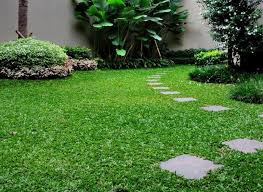 Benih rumput yang kami jual adalah sebagai berikut ; Cara Menamam Rumput Gajah Mini Agar Selalu Subur