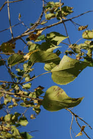 Image result for Croton megalobotrys