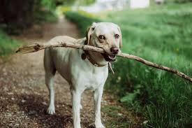 How to prevent dog scratches on hardwood floors keep your dog's nails trimmed. Your Guide To Protect Your Wood Floors From Dog Damage Wood Floors Unlimited Inc