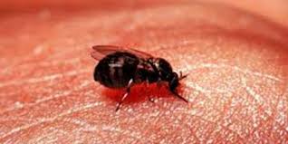 Image result for Fly Bite