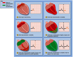 In schimb, nu exista contraindicatii legate de varsta, ele putand fi administrate si la pacientii cu varsta de peste. O Parte Din Medicamentele Care Afecteaza Sistemul Cardiovascular Lungul Drum Pana Departe