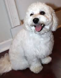 Maltipoo Haircuts Maltipoo Dogs Cute Maltipoo Haircuts Maltipoo Maltipoo Dog