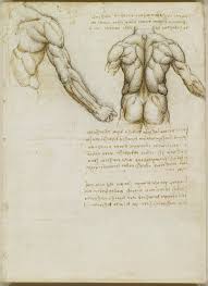 This muscle flexes the elbow and shoulder as well as supinates the forearm (i.e. Body Maps Leonardo Da Vinci S Anatomical Drawings Flashbak