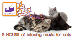 8 Hours Of Cat Music Relaxing Music For Cats 8 Hora Gato Musica Long Relaxing Sounds Cats Cats And Kittens Relaxing Music