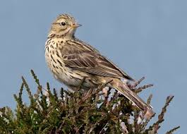 I rarely tweet about astrophysics but am happy to discuss!. Meadow Pipit Facts Song Habitat Food Nesting Game And Wildlife Conservation Trust