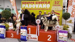 Kollaps allevamento levrieri e allevamento whippet. Esposizione Internazionale Canina Padova 2017