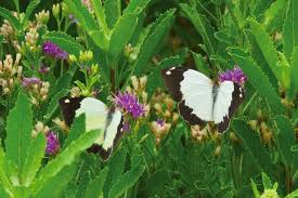 Image result for Pentas micrantha