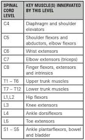 spinal cord levels google search medical occupational