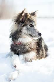 Border Collie Mix Pictures Download Free Images On Unsplash