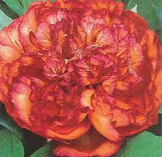 Tree Peony Flambeau Australian Gardener Tree Peony Peonies Tree
