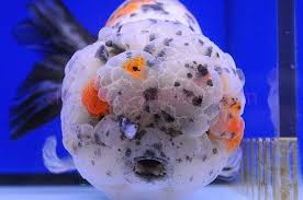 Photo By Dandy Orandas Goldfish Fancygoldfish Dandyorandas Fish Aquarium Oranda Goldfish Goldfish Photo