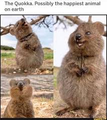 The Quokka Possibly The Happiest Animal On Earth Ifunny Happy Animals Cute Animals Funny Animals