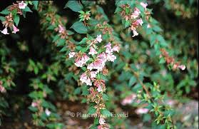 Image result for Geigeria engleriana