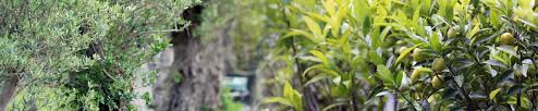 Gartencenter Oosterik Gartenpflanzen Alles Fur Innen Und Aussen