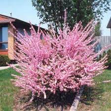 Almond trees are the first to reach full bloom as early as january, months before most the tree is stunning with large clusters of white flowers, later will bear a heavy load of nuts. Pink Flowering Almond Plantingtree