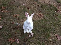 Animal farm petting zoo photos. Animal Farm Petting Zoo Manorville 2021 All You Need To Know Before You Go Tours Tickets With Photos Tripadvisor