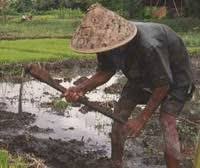 Kelompok tani ternak pucak manik cerita petani tua dengan sumber kelompokternakpucakmanik.blogspot.com. 04 Desember 2010 Kang Fu D Nur Blog