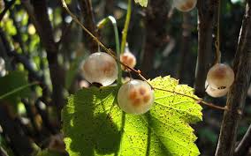 Green's flowers and gifts is a family owned business since 1988. Flora Fauna Macro Bokeh Nature Leaves Flowers Garden Piqsels