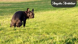 What is giardia in puppy? Dog Diarrhea Metronidazole Vs Natural Options Angela Ardolino