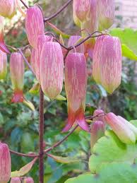 Image result for Kalanchoe pinnata