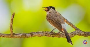 Ada burung hantu hinggap di rumah anda? Harga Burung Kutilang 2021 Terlengkap Semua Jenis Kutilang