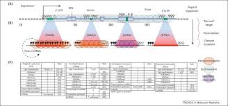 Epigenetic Modifications In Trinucleotide Repeat Diseases Trends In Molecular Medicine