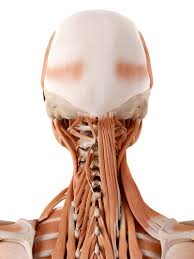 Cartilage is found at the end of bones and is made of tough protein fibers. Anatomy Of Bones And Muscles