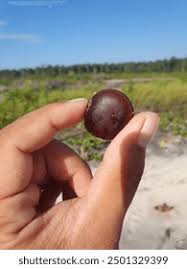 Image result for Entada gigas