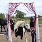 Horse Agility Play & Train at Derby College event image