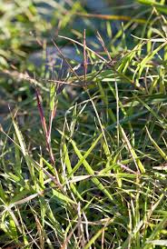 Image result for Cynodon dactylon